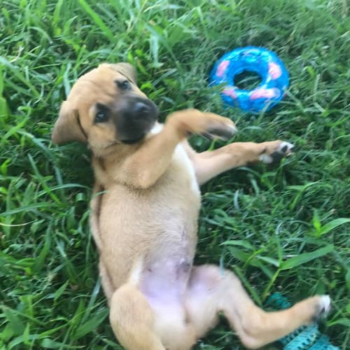 Beau