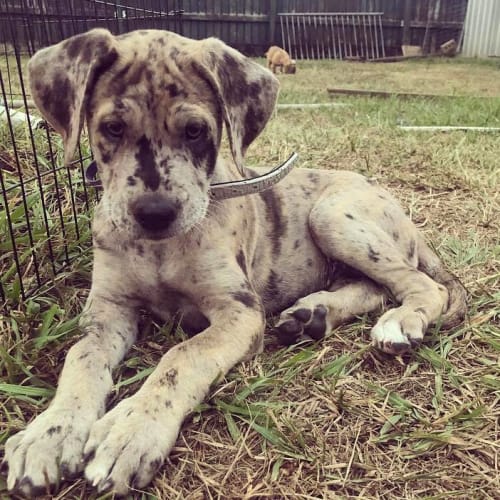 Cara **Adoption Pending**