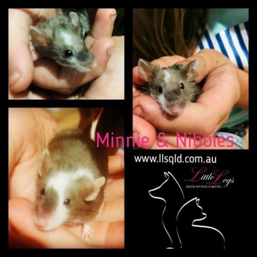 Nibbles / Minnie