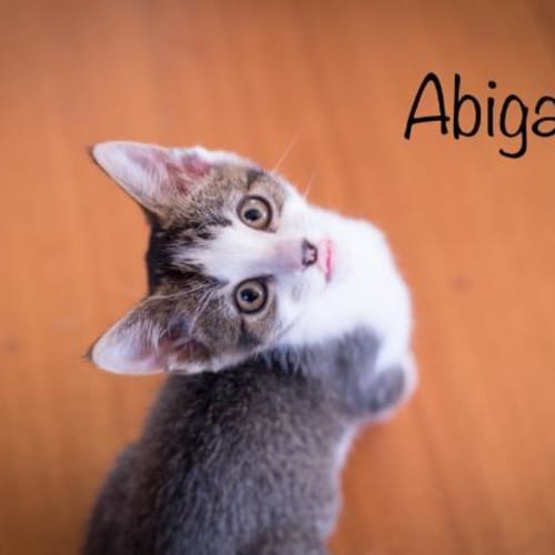 Abigail