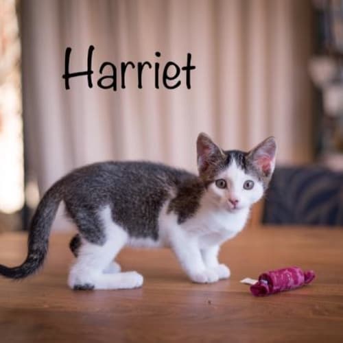 Harriet