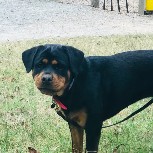 Rosie