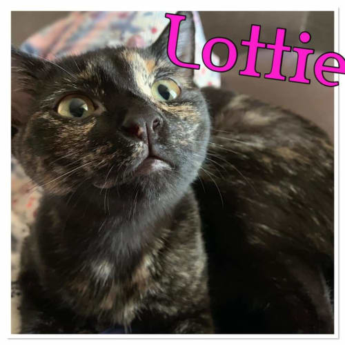 Lottie