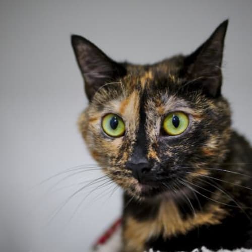Hazel