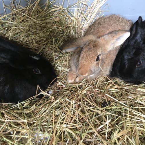 Hank, Hector & Harold 