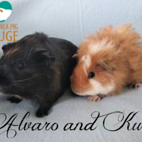 Alvaro and Kuro (not suitable for kids under 12)