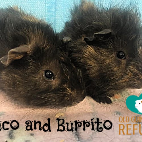 Taco and Burrito 