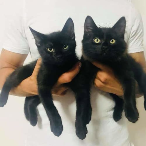 Gatsby and Guzmow 