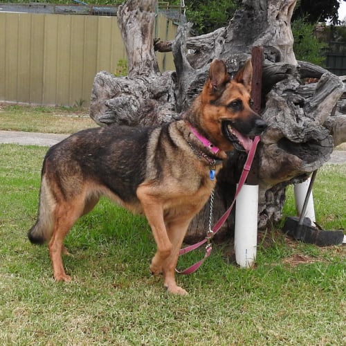 Sheba - meet and greet organised