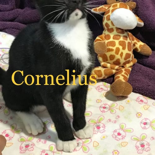 Cornelius