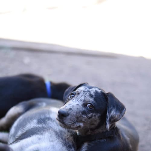 Coco Pups