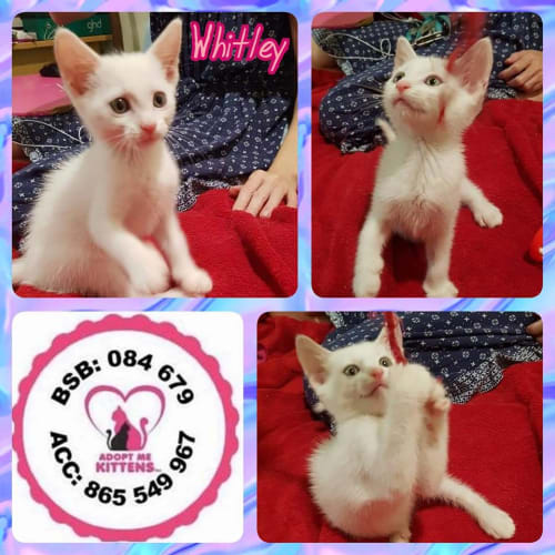 Whitely