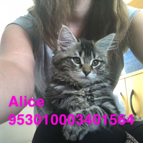 Alice