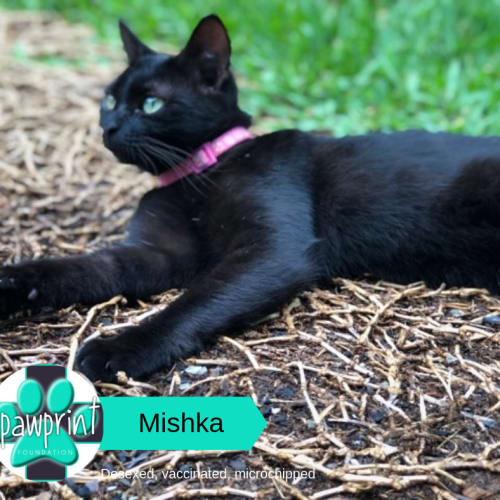 Mishka