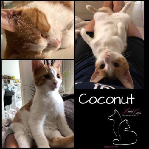 Coconut