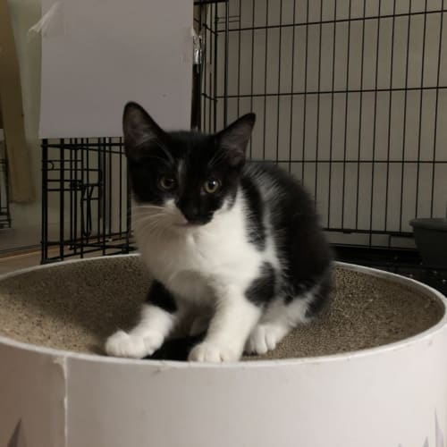 Oreo