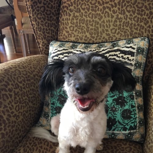 Molly dachshund x shih tsu 