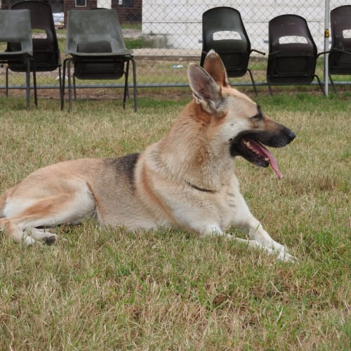 Xena