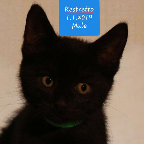 Restretto