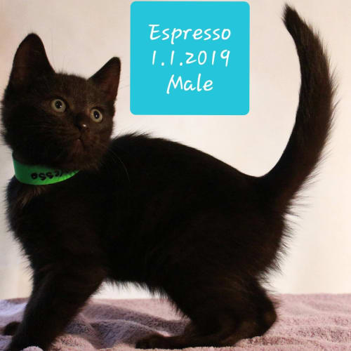 Esspresso