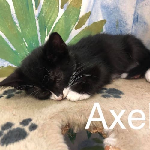Axel