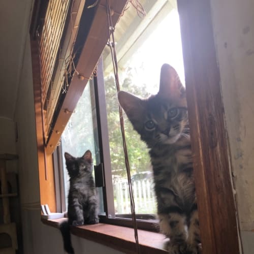 Mowgli