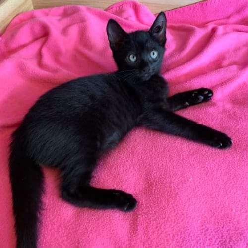 Clove 