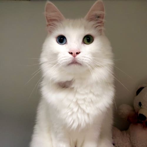 Pip