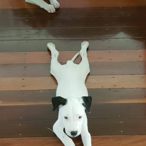 Darwin