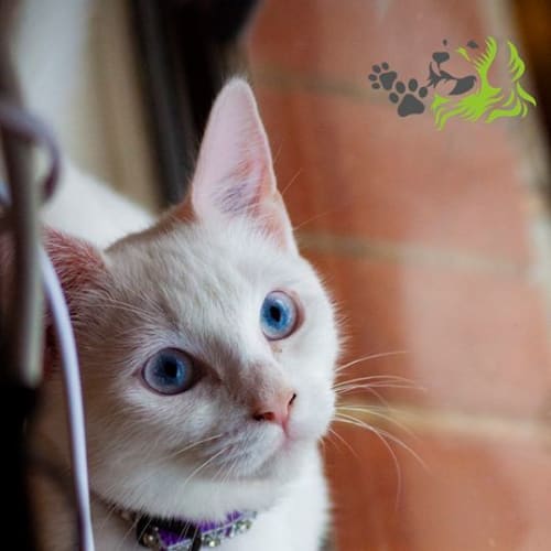 **On Trial** Snowball