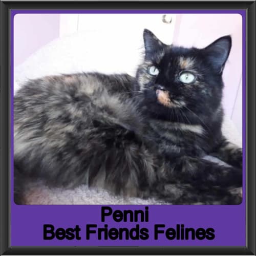 Penni 