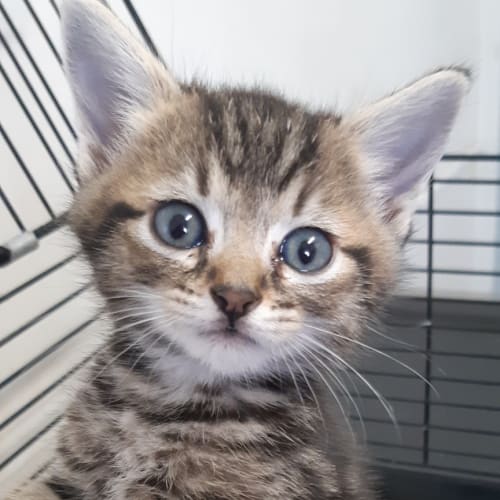 Zippy the Cat-Dog
