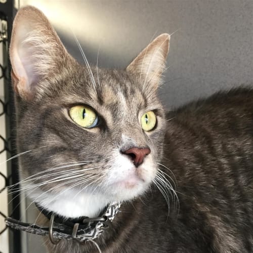Frankie