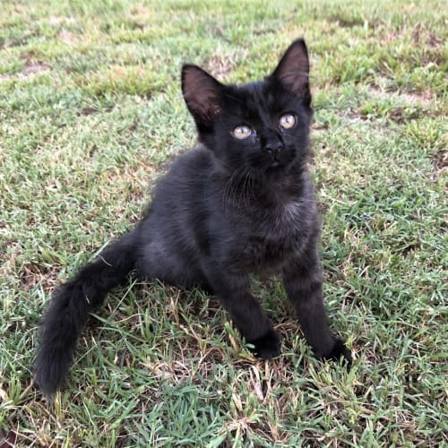 Ember