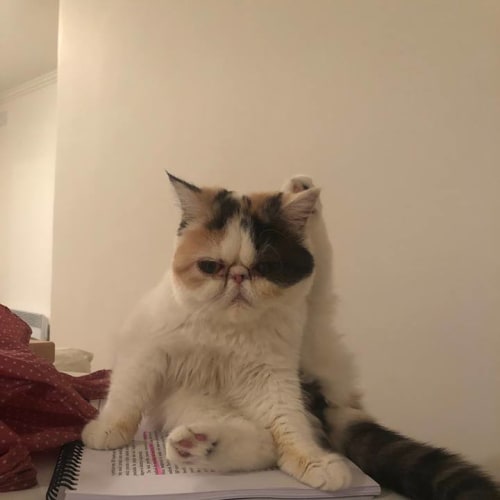 Juno