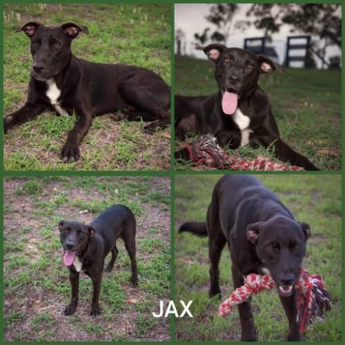 Jax