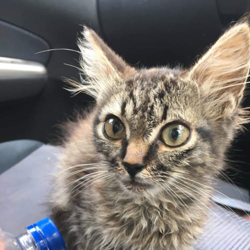 Pip