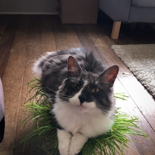 Fergus