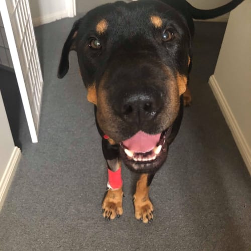 Tyson 