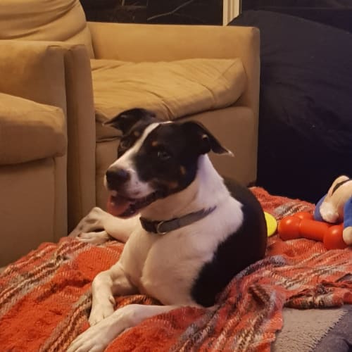 Bosco