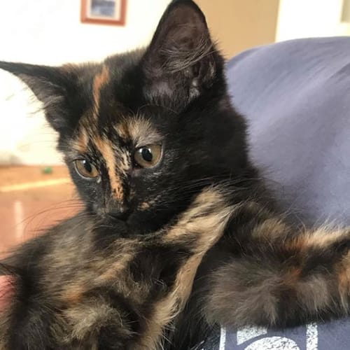 Molly
