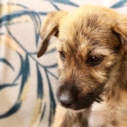 Lilly ~ Wolfhound X (on trial 7/4/19)