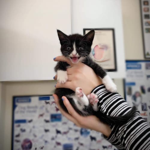 Mini Tuxedos Lulu & Sebi