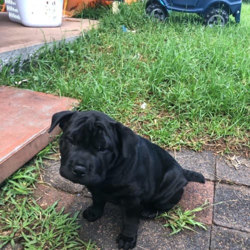 Roxy