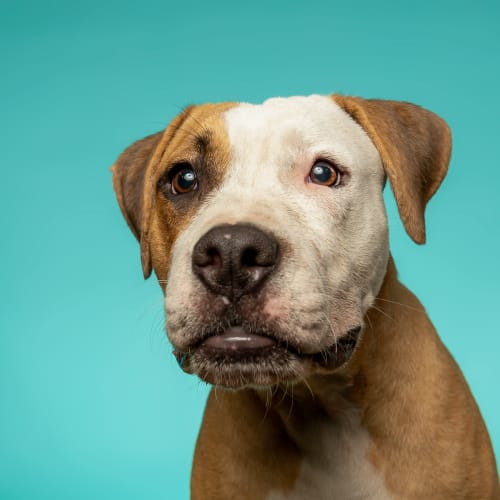 Jane ~ American Staffy X Boxer (on trial 15/5/19)