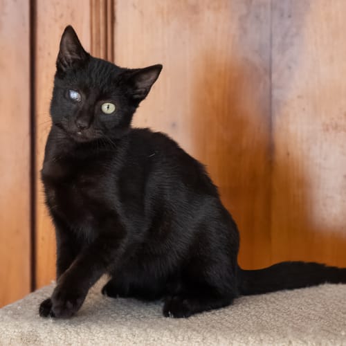 Cadbury