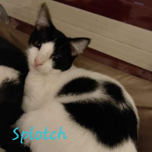 Splotch