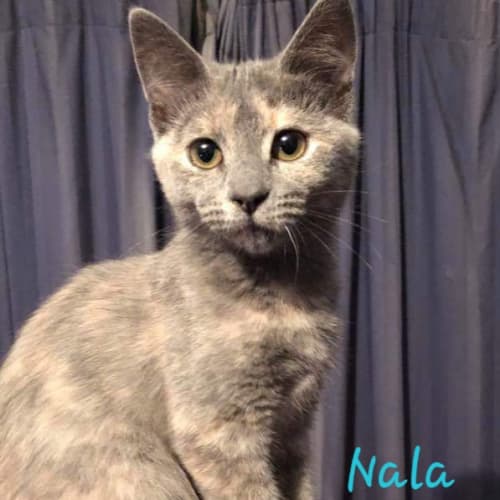 Nala