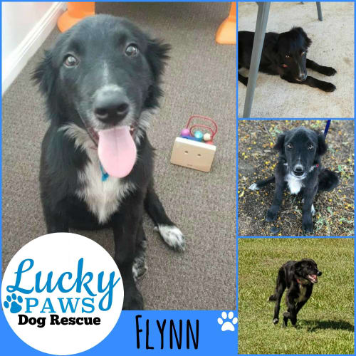 Flynn