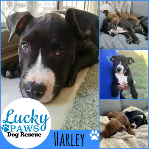Harley